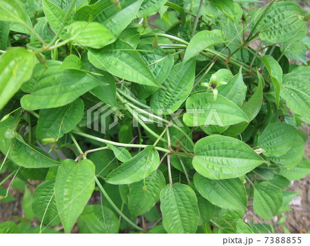 薬草　ビャクブ 7388855