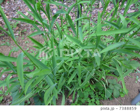 薬草 ミシマサイコ 薬草 ミシマサイコ 7388859