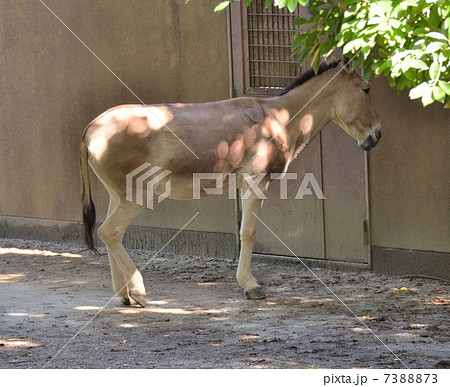 よこはま動物園ズーラシアのモウコノロバ 7388873