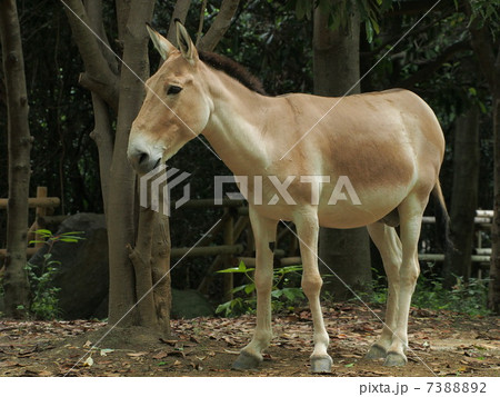 モウコノロバ モウコノロバ 7388892