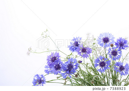 初夏の花　矢車草 7388923