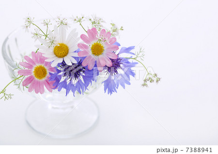 初夏の花 初夏の花 7388941