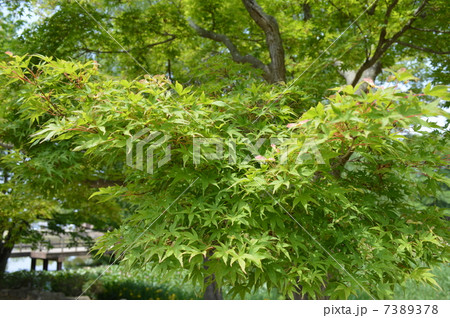 やまもみじ 7389378
