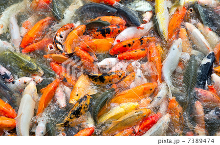 Carp fish Carp fish 7389474