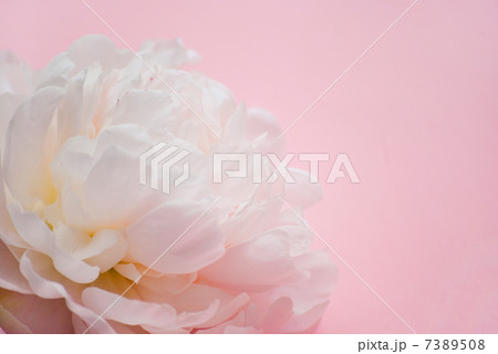 芍薬 シャクヤク 花 植物 大輪 初夏 桃色 満開 八重咲きの写真素材