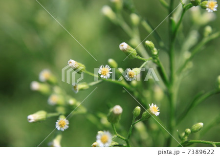 ヒメムカシヨモギの花 7389622