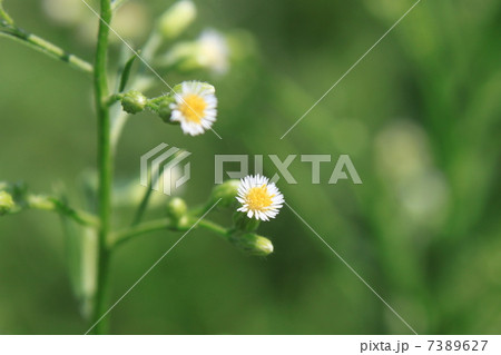 ヒメムカシヨモギの花 7389627
