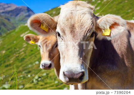 Cows on mountain meadow 7390204
