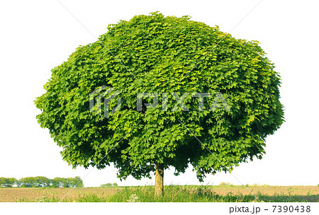 Norway maple(Acer platanoides) 7390438