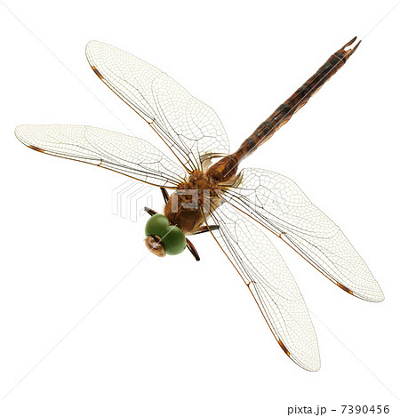 dragonfly dragonfly 7390456