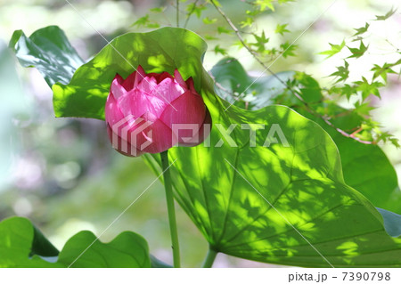 ハスとカエデの影 ハスとカエデの影 7390798