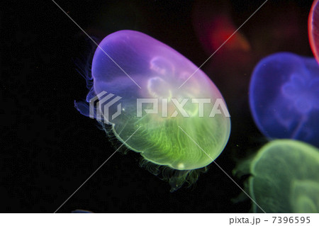 クラゲ クラゲ 7396595