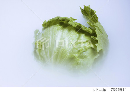 レタス 7396914
