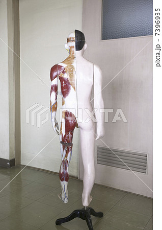 人体模型 7396935