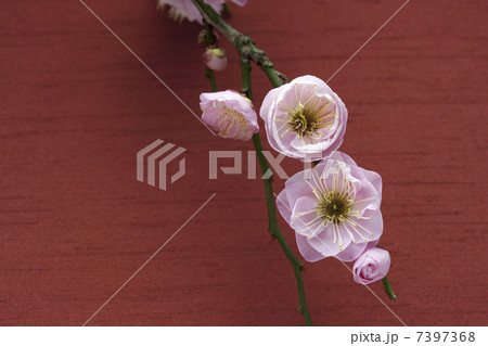 梅の花 7397368