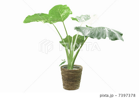 クワズイモ 7397378