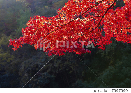 香嵐渓の紅葉 7397390