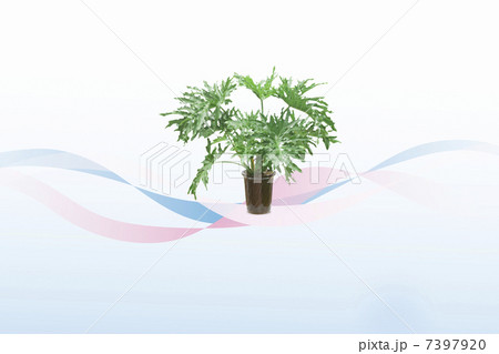 観葉植物 7397920