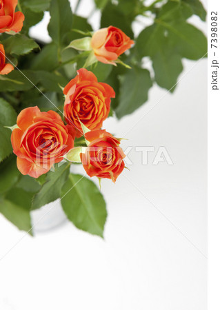 バラ(ベイブ) 7398082