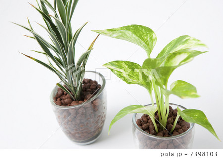 ポトスとサンデリー 7398103