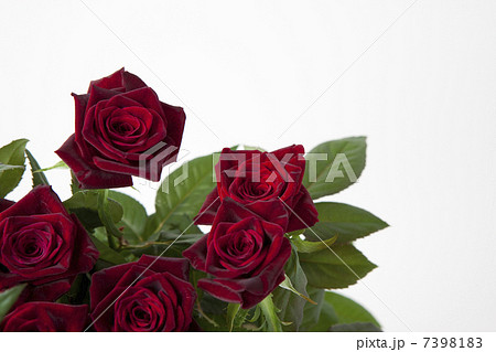 バラ(ブラックバカラ) 7398183