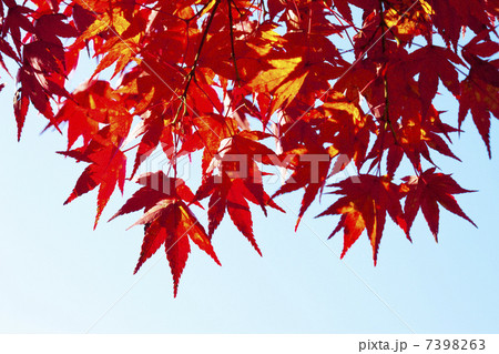 香嵐渓の紅葉 香嵐渓の紅葉 7398263