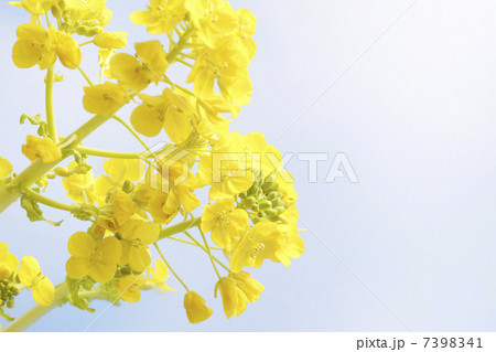 菜の花 菜の花 7398341