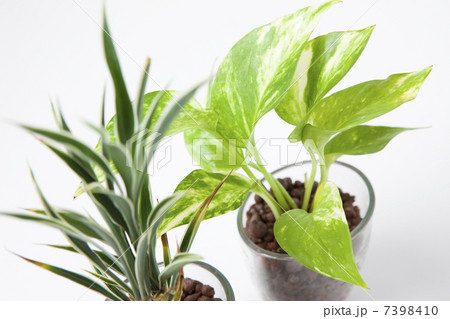 ポトスとサンデリー ポトスとサンデリー 7398410