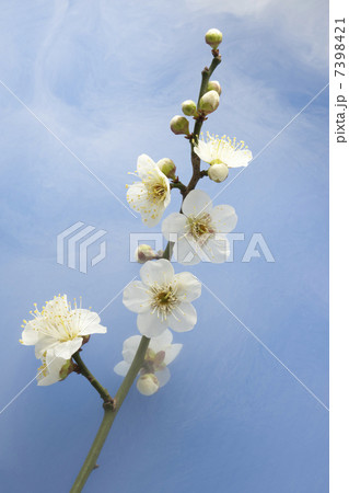 梅の花 7398421