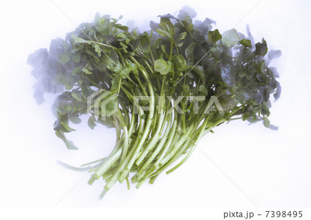 クレソン 7398495