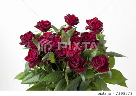 バラ(ブラックバカラ) 7398573