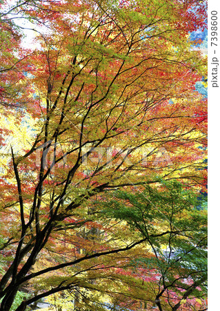 香嵐渓の紅葉 7398600