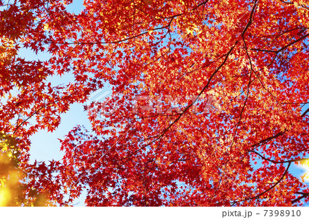 香嵐渓の紅葉 7398910