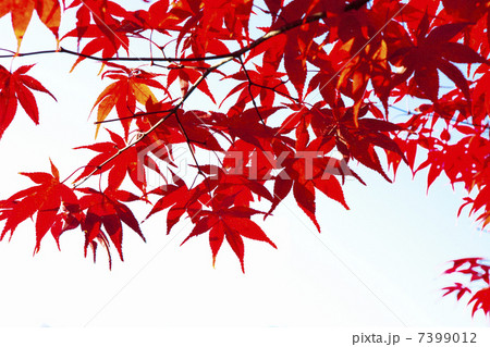 香嵐渓の紅葉 7399012