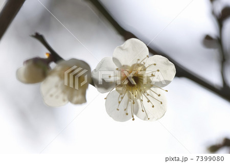 梅の花 梅の花 7399080