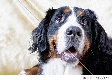 バーニーズマウンテンドッグ バーニーズマウンテンドッグ 7399168