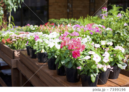 ニチニチソウ ニチニチソウ 7399196