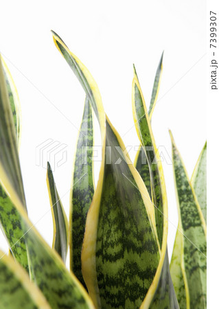 サンセベリア 7399307