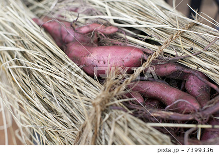 サツマイモ サツマイモ 7399336