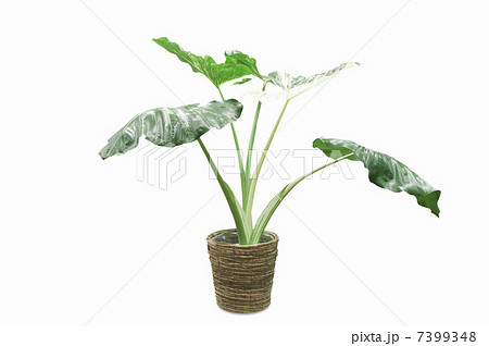 クワズイモ クワズイモ 7399348