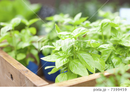 バジル バジル 7399459