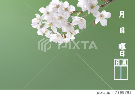 黒板と桜 黒板と桜 7399792