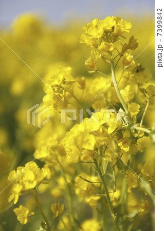 菜の花 7399842