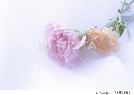 カーネーション 7399862