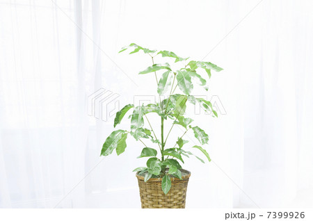 ツピダンサス ツピダンサス 7399926