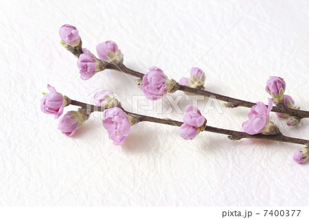 桃の花 7400377