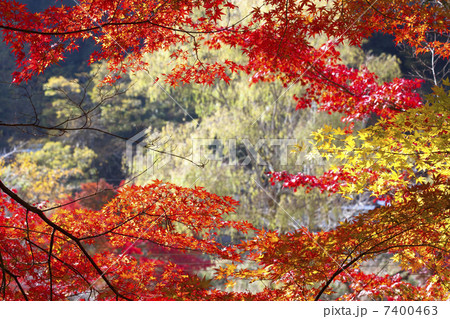 香嵐渓の紅葉 7400463