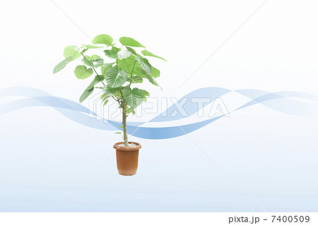 観葉植物 7400509