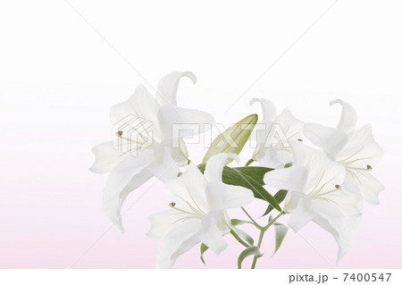 ユリの花 7400547