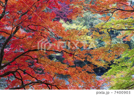 香嵐渓の紅葉 7400903